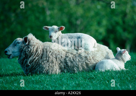 Pecora con agnello giovani sul retro e un altro dal suo lato Costwolds REGNO UNITO Foto Stock