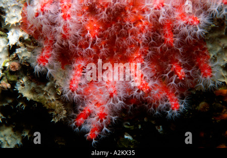 I coralli rossi o prezioso corallo Corallium rubrum Foto Stock