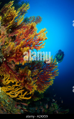 Subacqueo con colorfull parete e gorgonie rosse, Paramuricea clavata Foto Stock