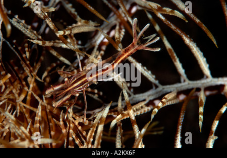 Featherstar gamberetti, Hippolyte prideauxiana Foto Stock