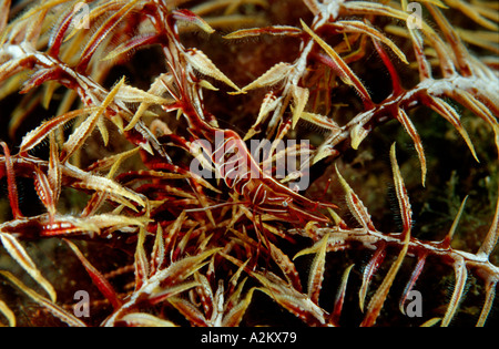 Gamberi Featherstar Hippolyte prideauxiana Foto Stock