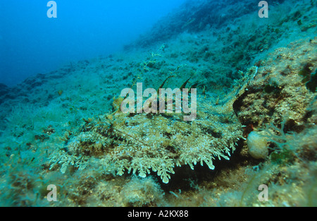 Lunga spined, la rana pescatrice Lophius piscatorius, Croazia Mare Adriatico Mare Mediterraneo Foto Stock