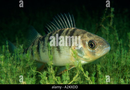 Unione pesce persico Perca fluviatilis Foto Stock