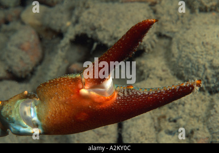 Artiglio del gambero di segnale, Pacifastacus leniusculus Foto Stock