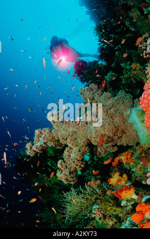 Scuba Diver in corallo reefwith coralli molli, Komodo Indonesia Oceano Indiano Foto Stock