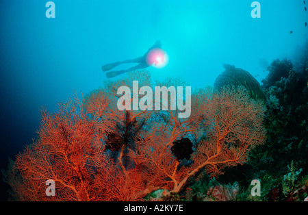 Ochracea Melithea, scuba diver in Coral reef, Komodo, Indonesia Foto Stock