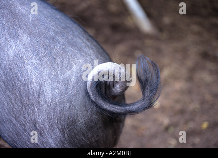 La coda arricciata di un suino Foto Stock