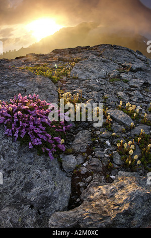 Vista del tramonto sul fiori selvaggi su giallo Aster Butte North Cascades Whatcom County Washington STATI UNITI D'AMERICA Foto Stock