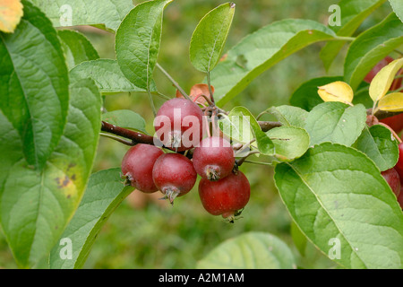 Malus x ibrido robusta Foto Stock