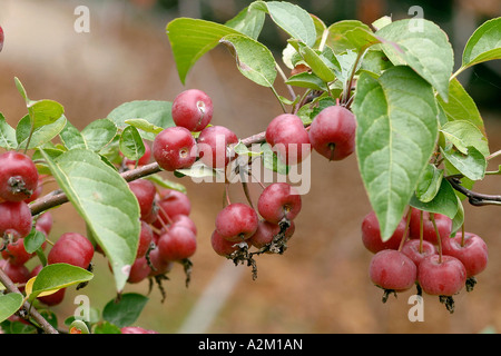 Malus x ibrido robusta Foto Stock