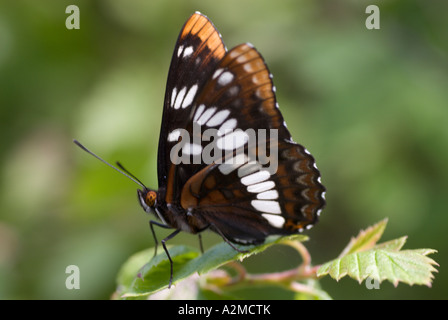 Lorquin's Admiral, British Columbia. Foto Stock