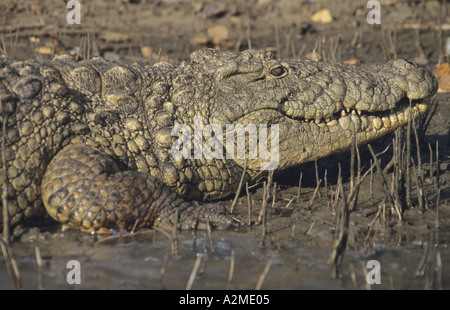 Coccodrillo di acqua salata che si crogiola al sole tra le canne Laguna di Santa Lucia Sud Africa Foto Stock