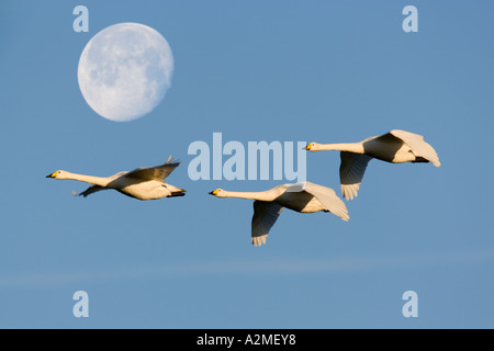 Whooper swan Cygnus cygnus in volo con la luna in background contro un bel cielo blu welney norfolk Foto Stock
