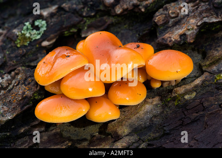 Bel gruppo di gambo di velluto funghi Flammulina velutipes crescente sul moncone potton bedfordshire Foto Stock