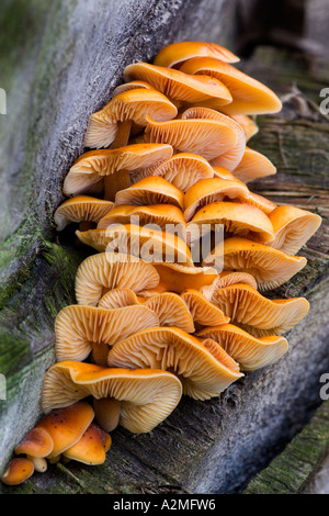 Bel gruppo di gambo di velluto funghi Flammulina velutipes crescente sul moncone potton bedfordshire Foto Stock