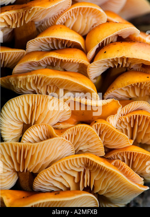 Bel gruppo di gambo di velluto (funghi Flammulina velutipes) crescente sul moncone dettaglio vista ravvicinata potton bedfordshire Foto Stock