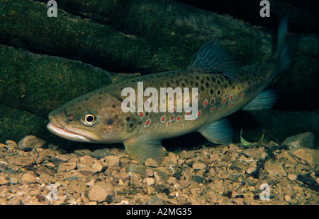 La trota fario Salmo trutta fario Foto Stock