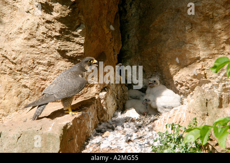 Wild Falco Pellegrino e pulcini (Falco peregrinus), Symonds Yat, Foresta di Dean, Wye Valley, Gloucestershire, Regno Unito Foto Stock