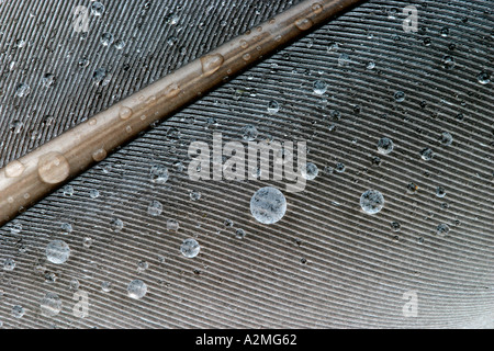 Giù con le goccioline di acqua Foto Stock
