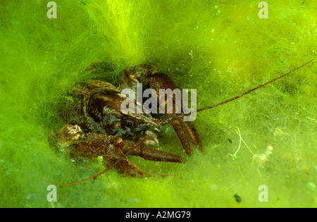 White artigliato il gambero di fiume, Austropotamobius pallipes Foto Stock