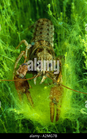 White artigliato il gambero di fiume, Austropotamobius pallipes Foto Stock