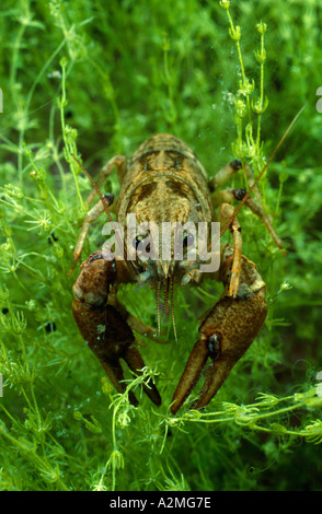 White artigliato il gambero di fiume, Austropotamobius pallipes Foto Stock