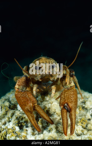 White artigliato il gambero di fiume, Austropotamobius pallipes Foto Stock