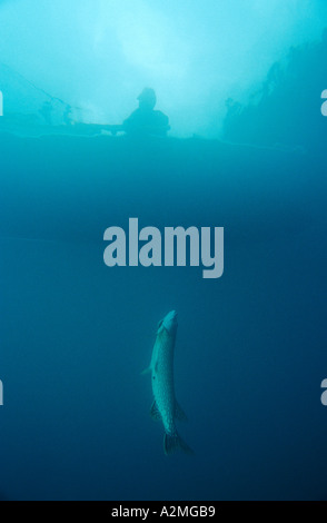 Il luccio del nord sulla canna da pesca Foto Stock