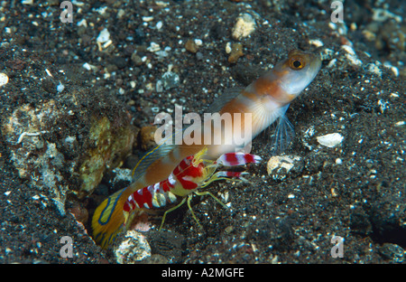 Ampia nastrare boreale ghiozzo con Randall s pistola di gamberi Alpheus randalli Foto Stock