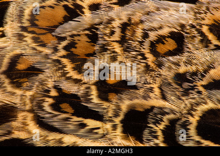 Pheasant Phasianus colchicus Close up di piuma dettagli su una gallina volatile Foto Stock