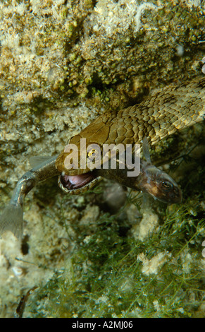 Biscia Tassellata mangia pesce underwater Natrix tessellata Foto Stock