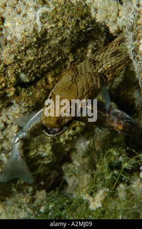 Biscia Tassellata mangia pesce subacquea, Natrix tessellata Foto Stock