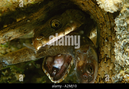 Biscia Tassellata mangia pesce underwater Natrix tessellata Foto Stock