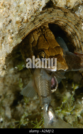 Biscia Tassellata underwater mangiare pesce Foto Stock