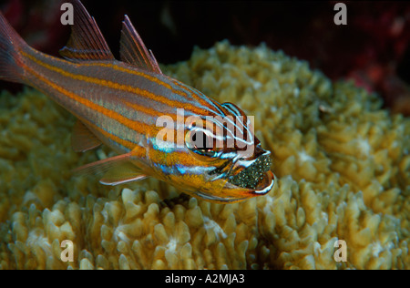 Yellowstriped cardinalfish maschio con le uova in bocca, Apogon cyanosoma Foto Stock