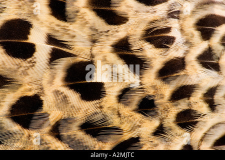 Pheasant Phasianus colchicus Closeup di piuma patten su una gallina volatile potton bedfordshire Foto Stock