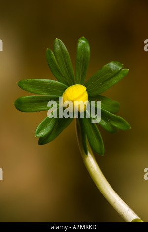 Winter aconite Eranthis hyemalis with nice out of focus background potton bedfordshire Foto Stock