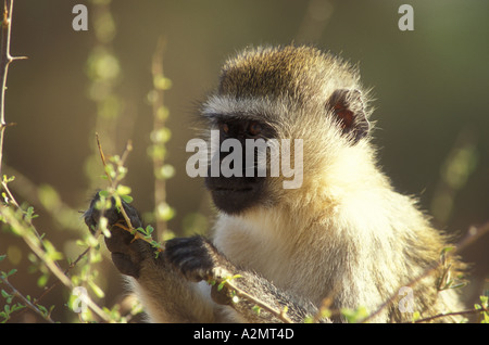 Ritratto di nero di fronte Vervet Monkey alimentazione su hibiscus bush nel Samburu National Reserve Kenya Africa orientale Foto Stock