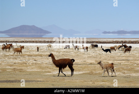 Mirage sul Salar de Uyuni saline, Bolivia, Sud America con lama e alpaca in primo piano Foto Stock