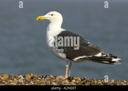 Singola nera Backed Gull Larus permanente sulla ghiaia sulla spiaggia di Aldeburgh Suffolk contro il mare blu Foto Stock