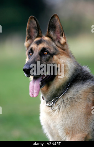 Close-up di pastore tedesco di ansimazione Foto Stock