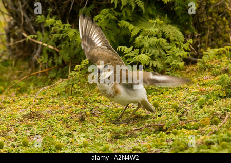 Nuova Zelanda Dotterel Enderby Island in Nuova Zelanda Foto Stock