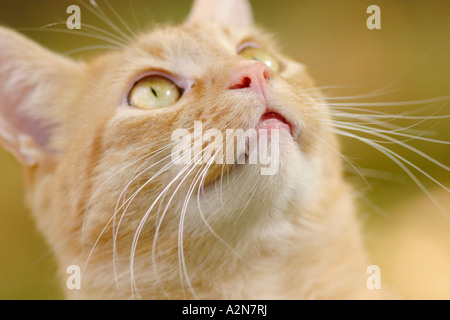 Close-up di tabby cat cercando Foto Stock