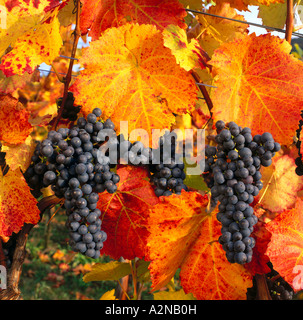 Uva appeso sulla vite Foto Stock