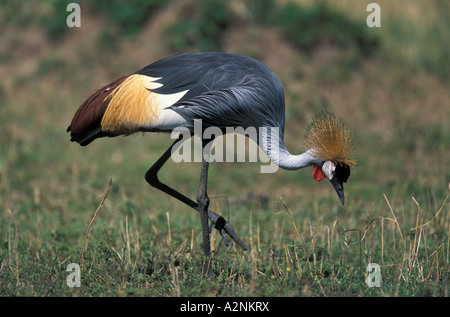 Nero Crowned Crane (Balearica pavonina) passeggiate nel campo Foto Stock