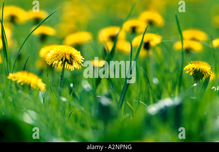 Il giallo dei fiori di tarassaco in erba Foto Stock