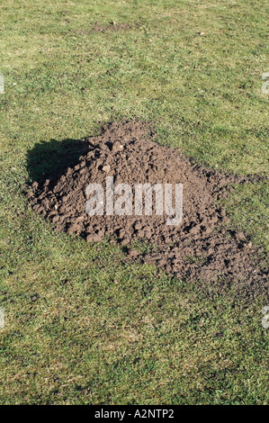 Mole hill molehills danni moli Foto Stock