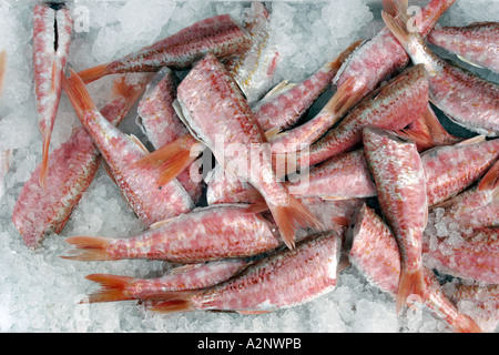 Il pesce fresco consegnato in una scatola di ghiaccio Foto Stock