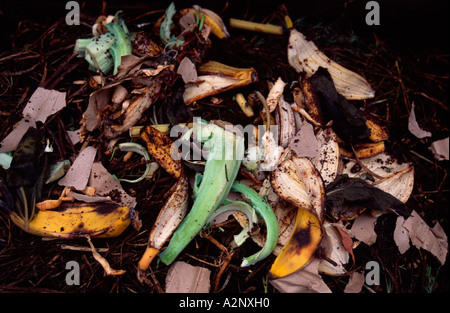 Composter nella sua fase iniziale, con giardino e rifiuti di cucina nel processo di compostaggio, England Regno Unito Foto Stock