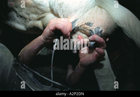 La donna è la mungitura di una mucca. Altai. La Siberia. La Russia Foto Stock